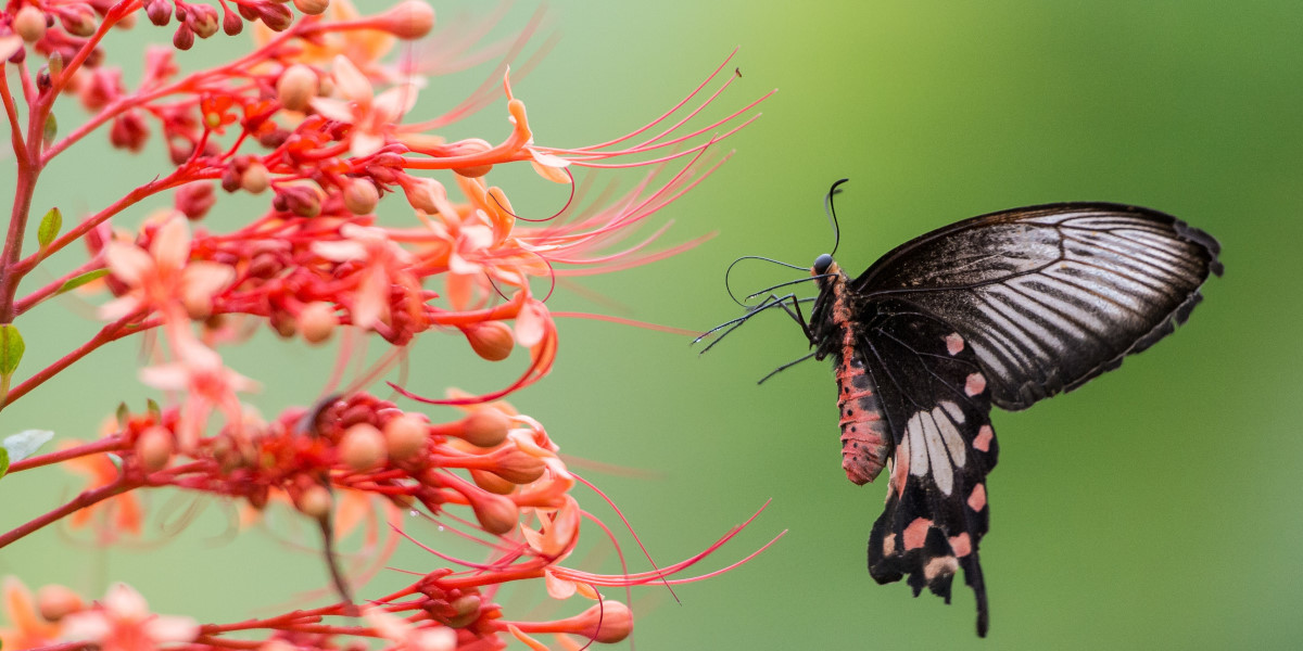 Farfalla - Tailandia